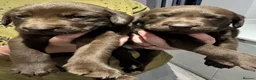 Labrador Retriever dogs for sale: Gorgeous KC Registered Chocolate Labrador Puppies  - Advert 8