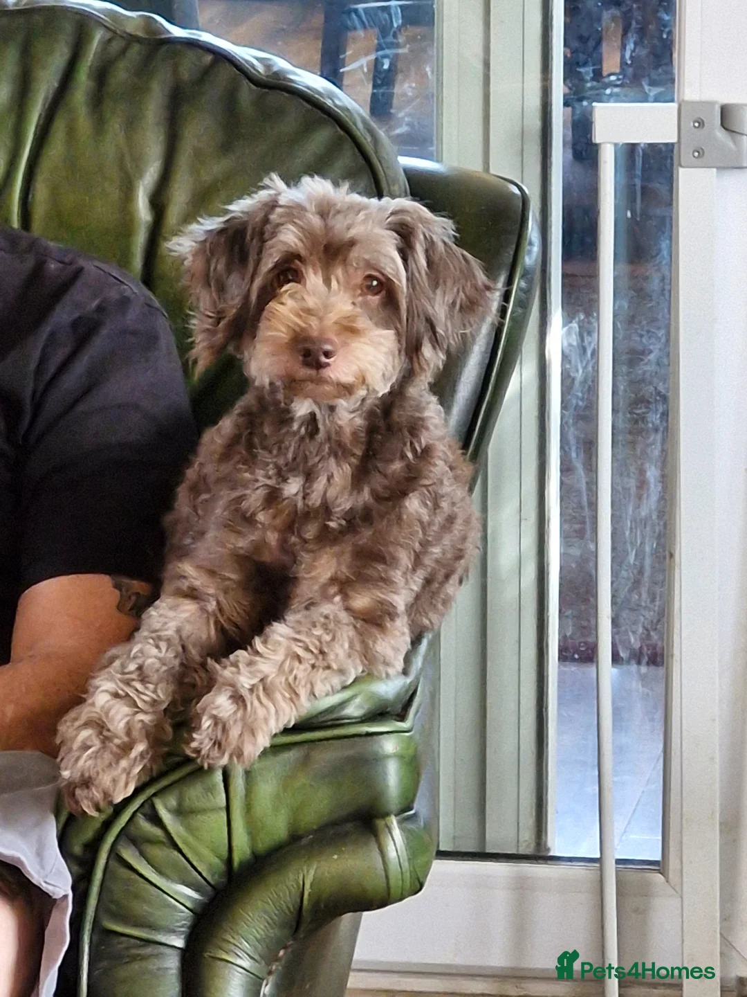 Shihpoo dogs for sale: Beautiful shihpoo puppies  in Brynteg - Advert 2