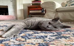 British Shorthair cats for sale: Handsome, shy cat looking for single cat home - Image 2
