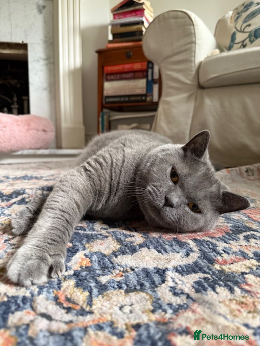 British Shorthair cats for sale: Handsome, shy cat looking for single cat home - Image 2