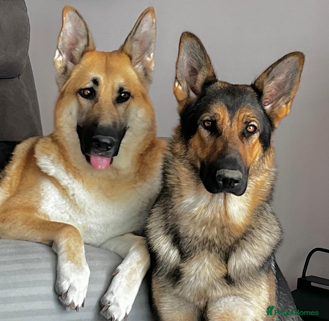 German Shepherd dogs for sale: 19 month old GSD bitch - Image 1