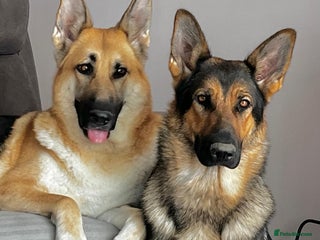 German Shepherd dogs - Advert 3
