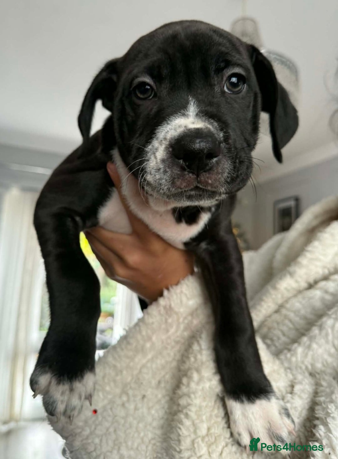 Mixed Breed dogs for sale: Beautiful pups cane/corso staff - Advert 2