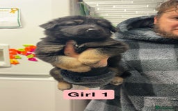 German Shepherd dogs for sale: German shepherd puppies  - Image 5