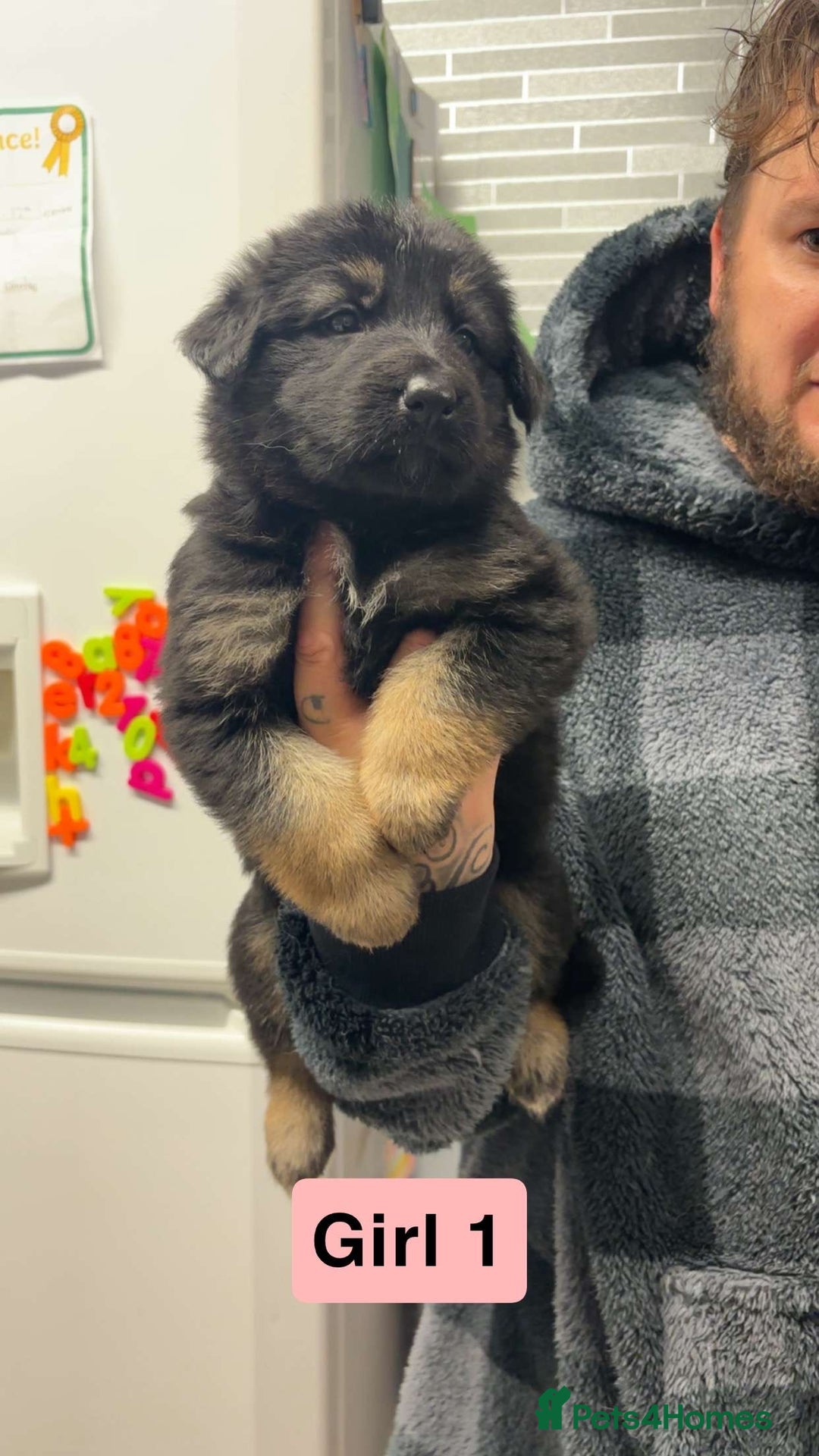German Shepherd dogs for sale: German shepherd puppies  - Image 5