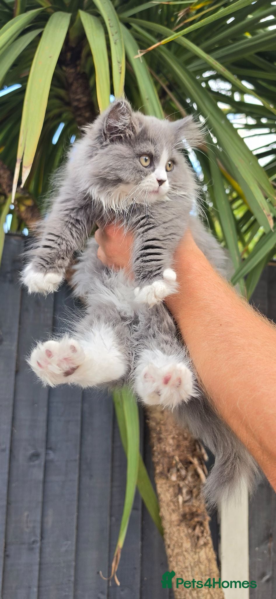 British Longhair cats 2 girls 1 boy British longhair mix - Advert 13