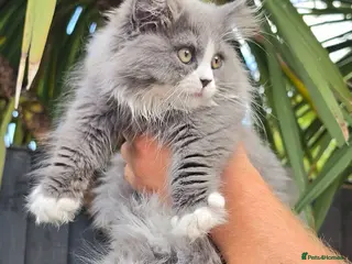 British Longhair cats 2 girls 1 boy British longhair mix - Advert 1