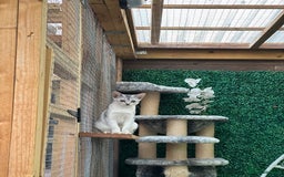 Abyssinian cats for sale: Pedigree Silver Abyssinian kittens left 1 female - Image 4