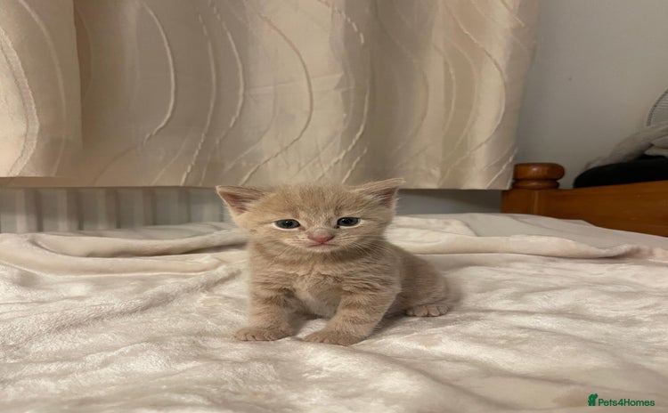 Mixed Breed cats Three sweet and playful kittens looking a new home - Advert 6