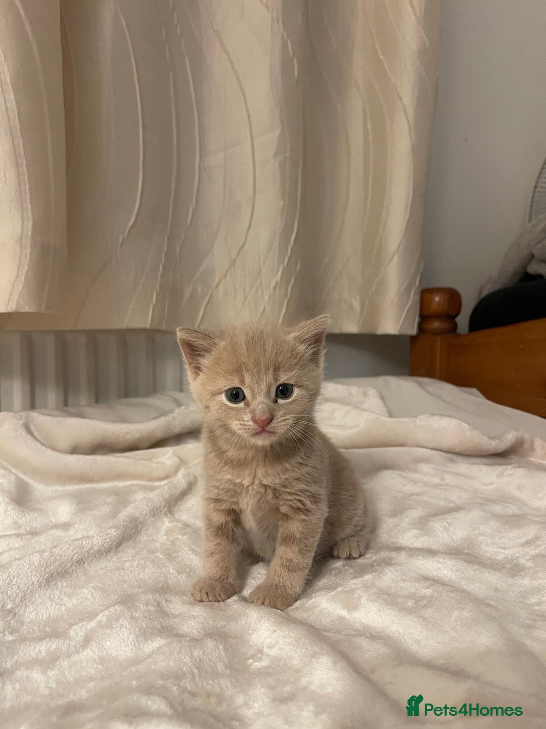 Mixed Breed cats for sale: Three sweet and playful kittens looking a new home - Advert 1