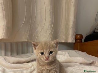 Mixed Breed cats Three sweet and playful kittens looking a new home - Advert 16