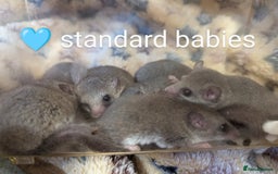Mouse rodents for sale: African Pygmy dormice. Browns and Pieds!!! - Image 3