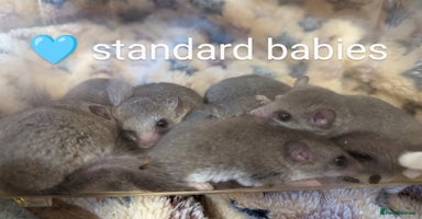 Mouse rodents - Advert 2