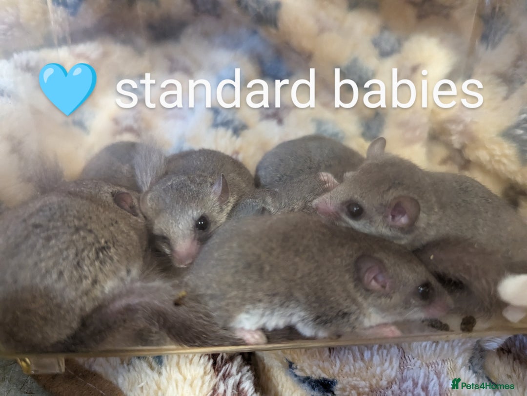 Mouse rodents for sale: African Pygmy dormice. Browns and Pieds!!! - Image 3