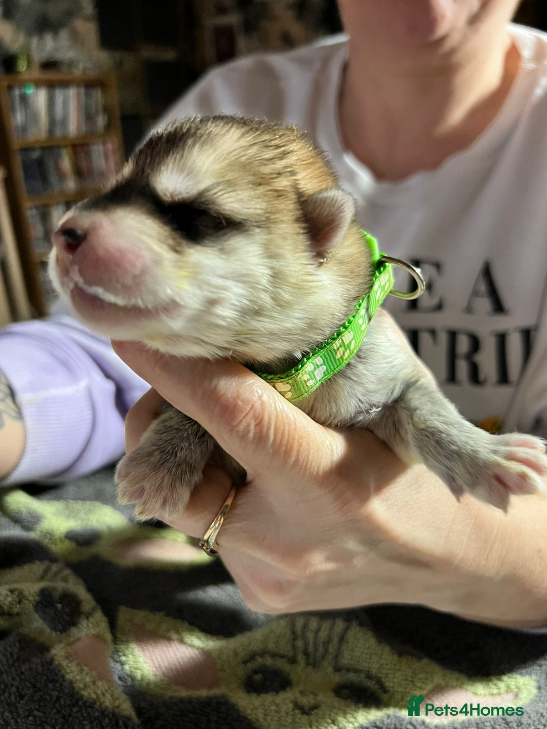 Shepsky dogs for sale: shepsky puppies  - Advert 8