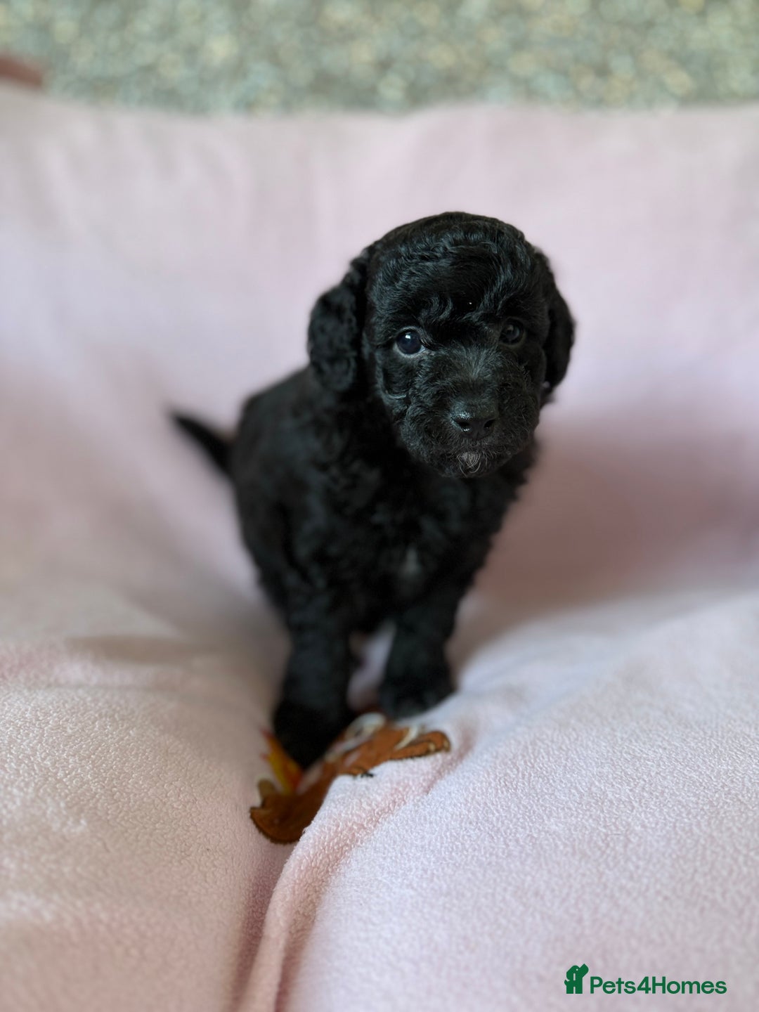 Labradoodle dogs for sale: Last three F1BB mini/toy labradoodle puppies  - Image 10