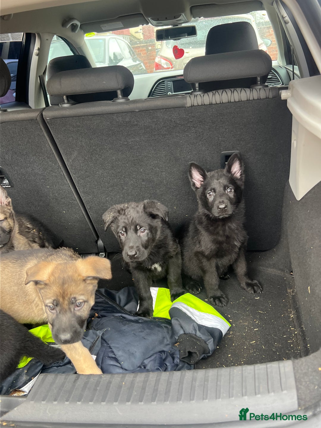 German Shepherd dogs for sale: READY NOW CZECH LINE GERMAN SHEPHERD PUPPIES!! - Image 6
