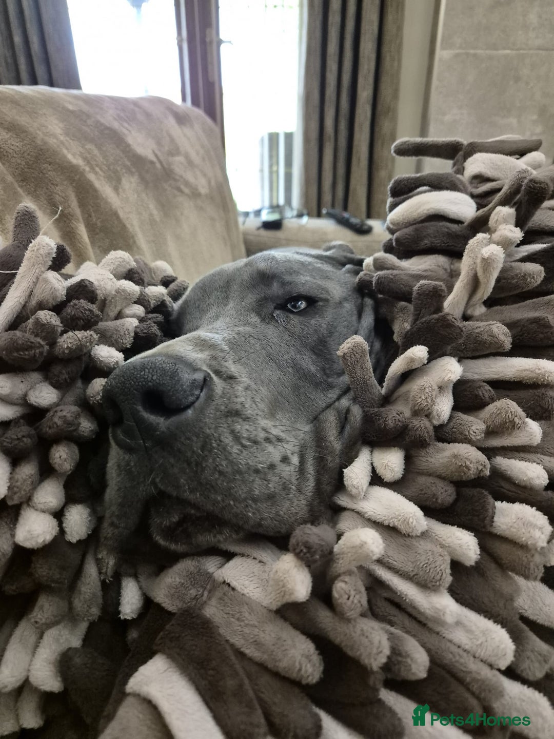 Great Dane dogs for sale: READY NOW! BLUE Kc reg Great Danes - Advert 16