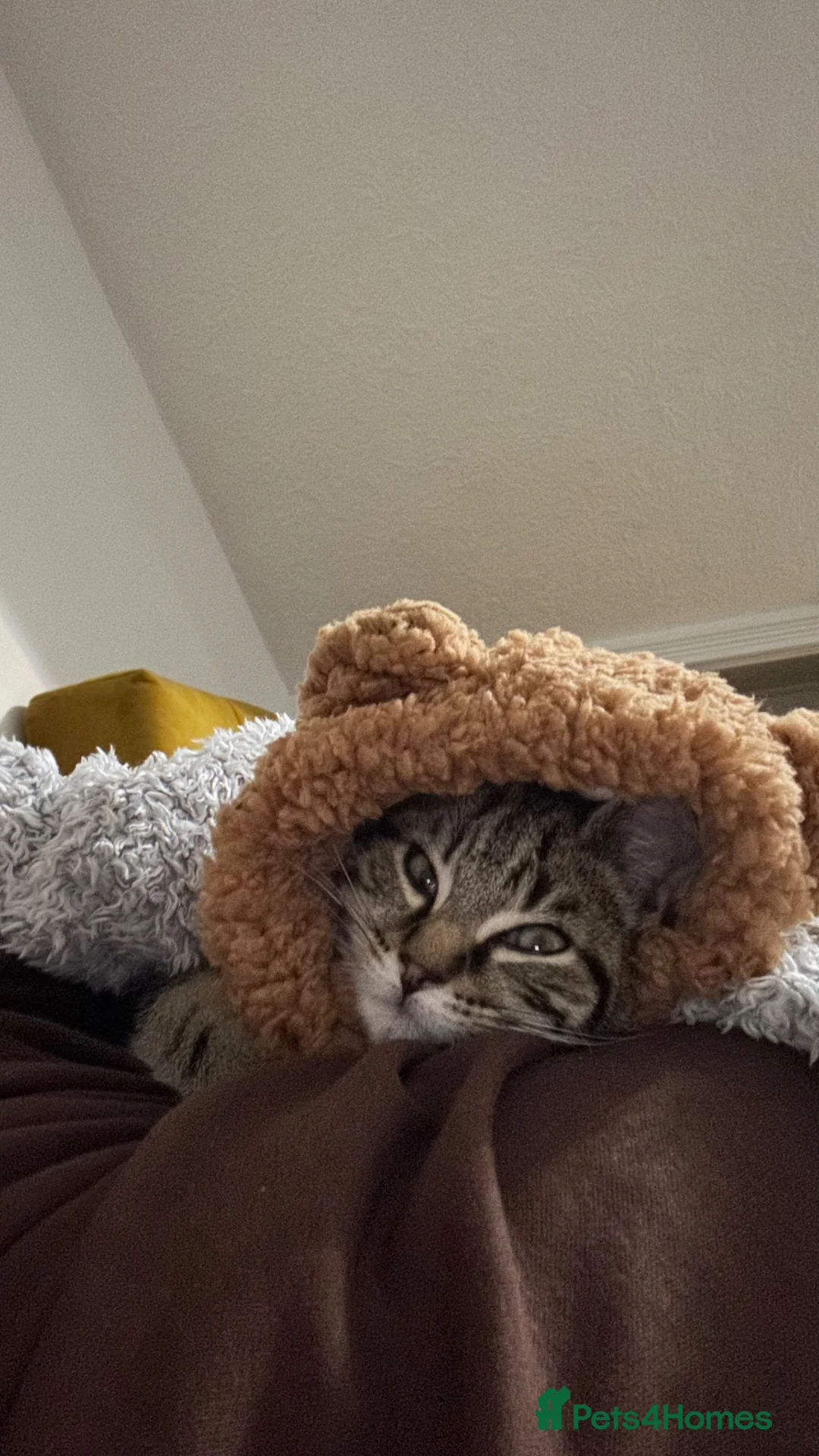 Mixed Breed cats for sale: 5 months old - Wallie in Manchester - Advert 9