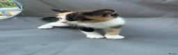 Mixed Breed cats for sale: Mix Breed Kittens - Advert 3