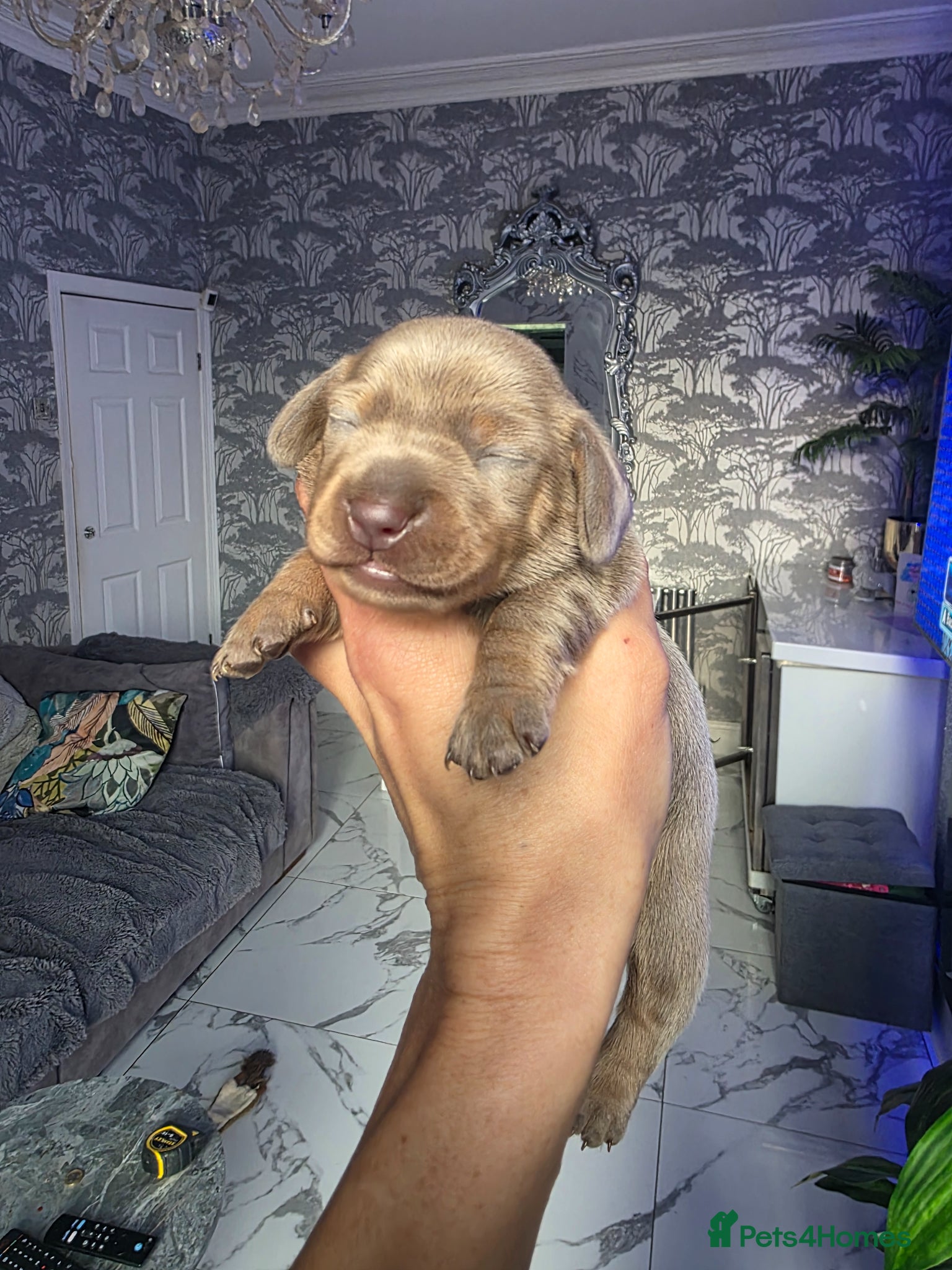 Miniature Dachshund dogs Miniature Dachshund  - Advert 12