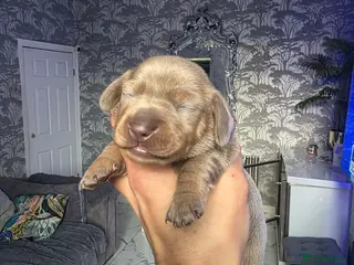 Miniature Dachshund dogs Miniature Dachshund - Advert 12