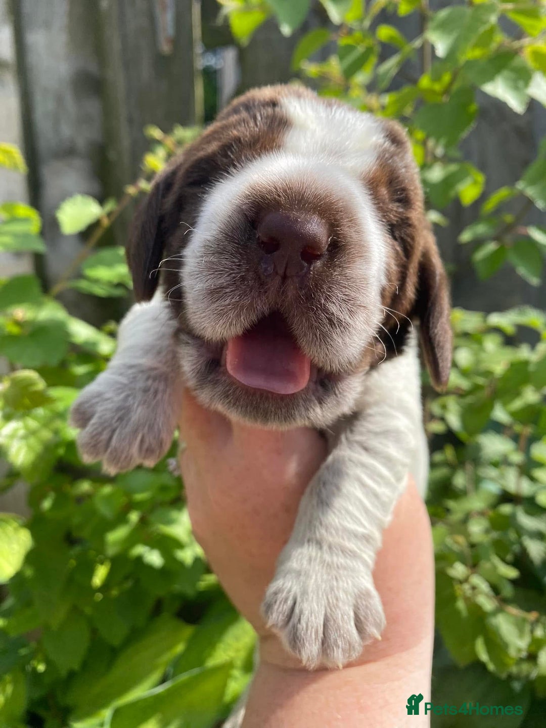Italian Spinone dogs for sale: ITALIAN SPINONE WAITING LIST OPEN -DUE OCT - Image 1