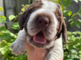 Italian Spinone dogs - Advert 2