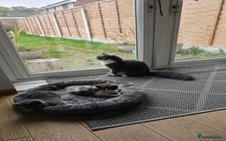 Mixed Breed cats for sale: 4 adorable kittens — 2 boys girls and 2 girls. - Image 18