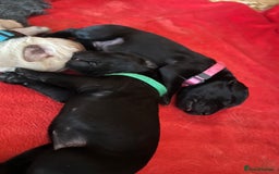 Labrador Retriever dogs for sale: Only 2 beautiful KC black boys left! - Image 2