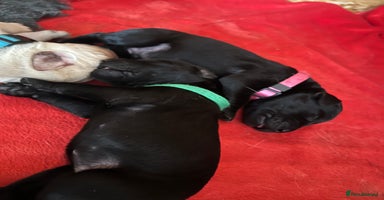 Labrador Retriever dogs - Advert 4