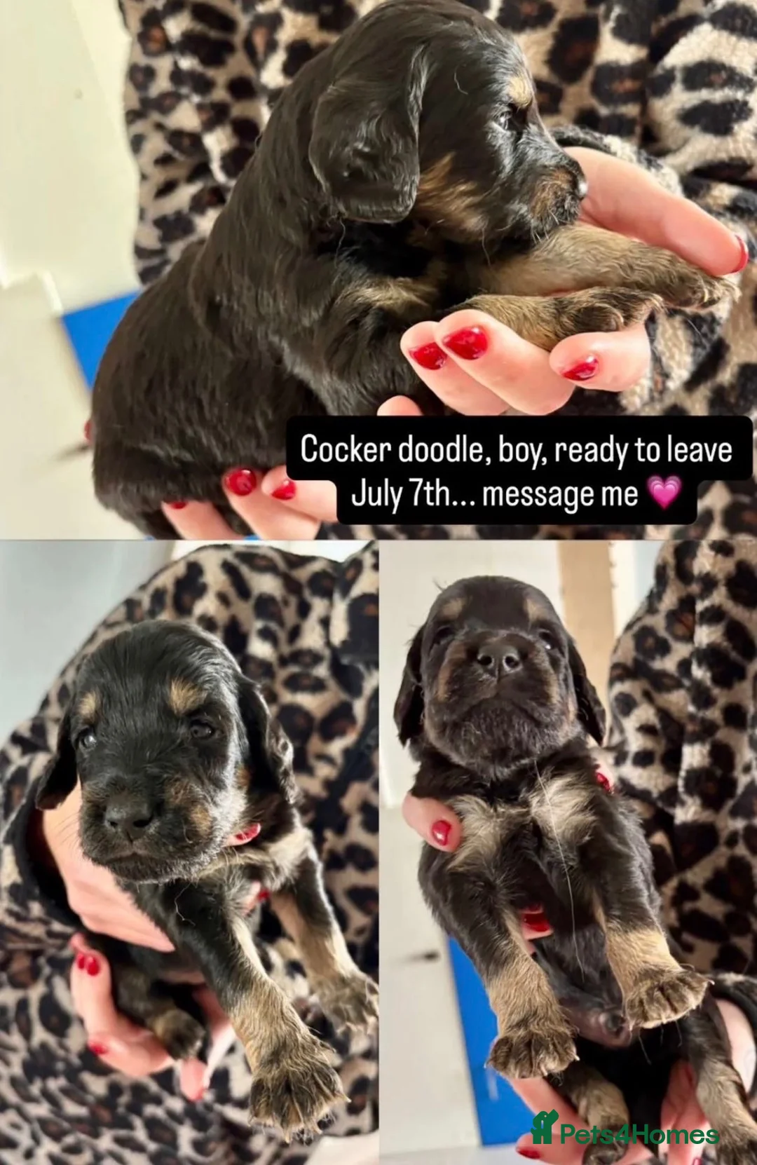 Mixed Breed dogs for sale: Cockerdoodle pups  - Advert 4