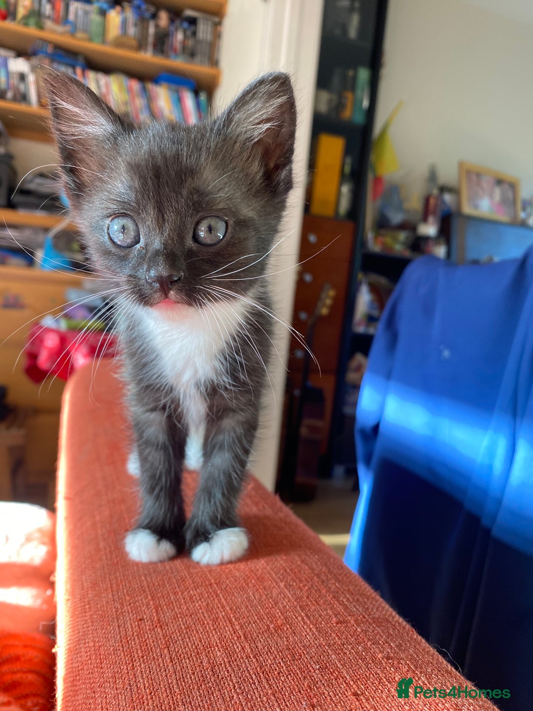 Mixed Breed cats for sale: 3 KITTENS FOR SALE - Image 11