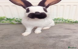 English Spot rabbits for sale: Old English spots ready to go to their new homes  - Image 3