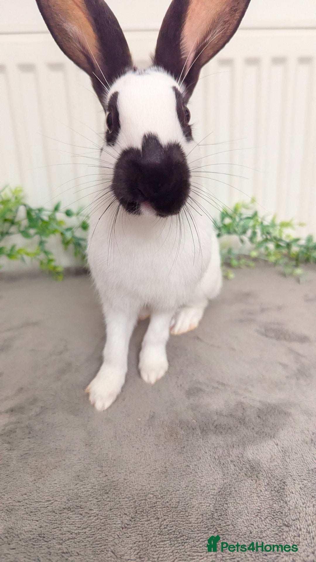 English Spot rabbits for sale: Old English spots ready to go to their new homes  - Image 3