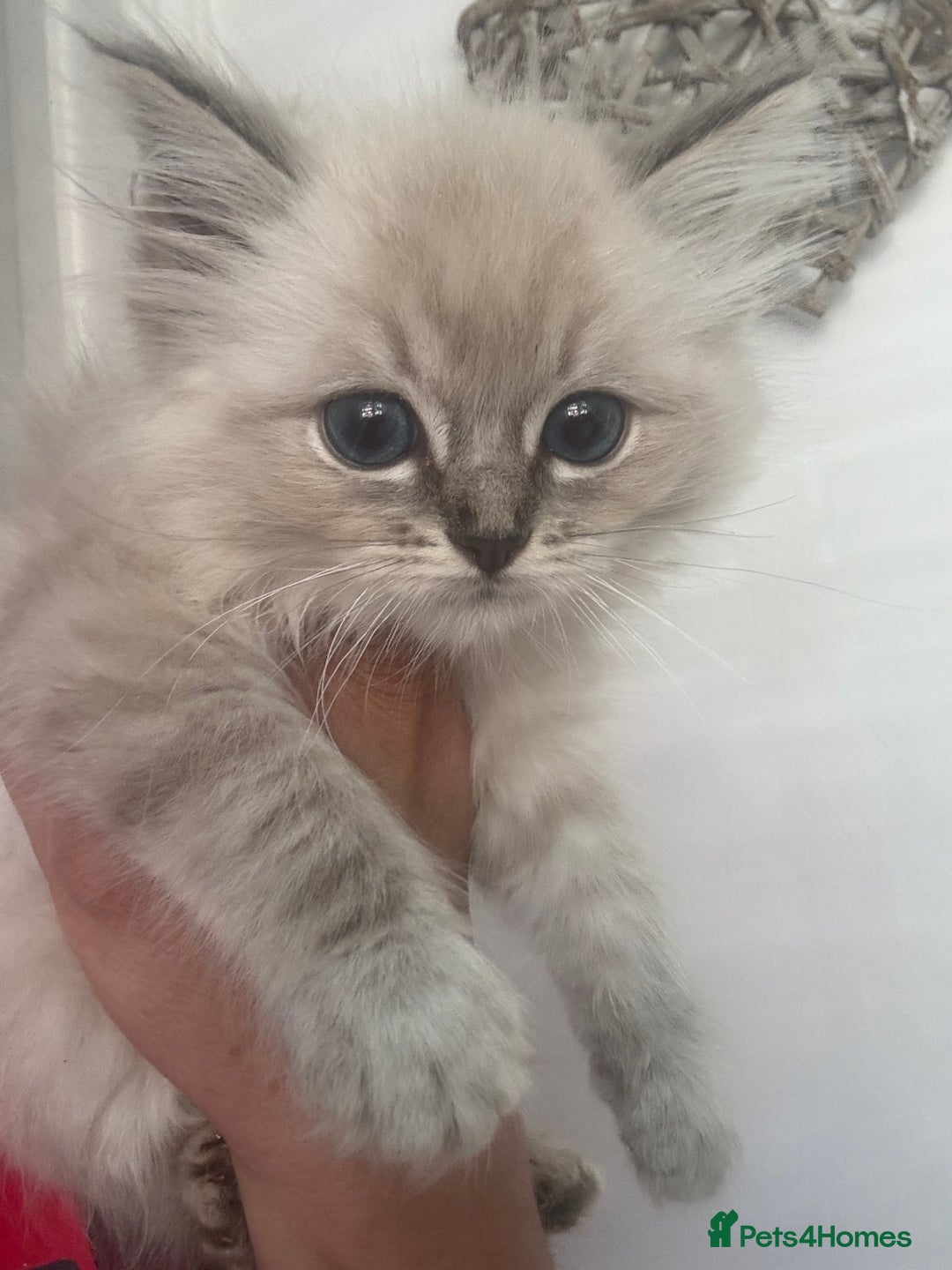 Ragdoll cats for sale: Champion bloodlines Ready for their loving homes - Image 28