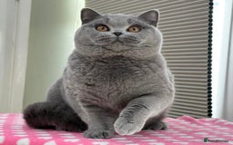 British Shorthair cats for sale: Beautiful Blue Girl - Image 2