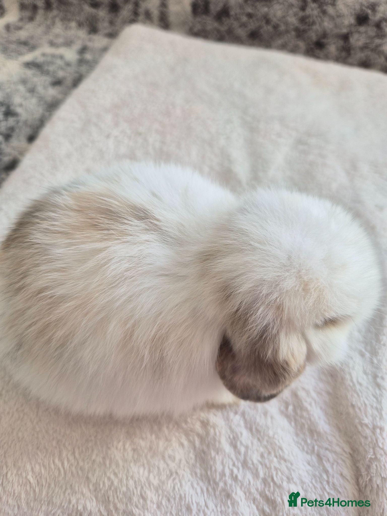 Mini Lop rabbits Baby Charlie Tri marked  - Advert 2
