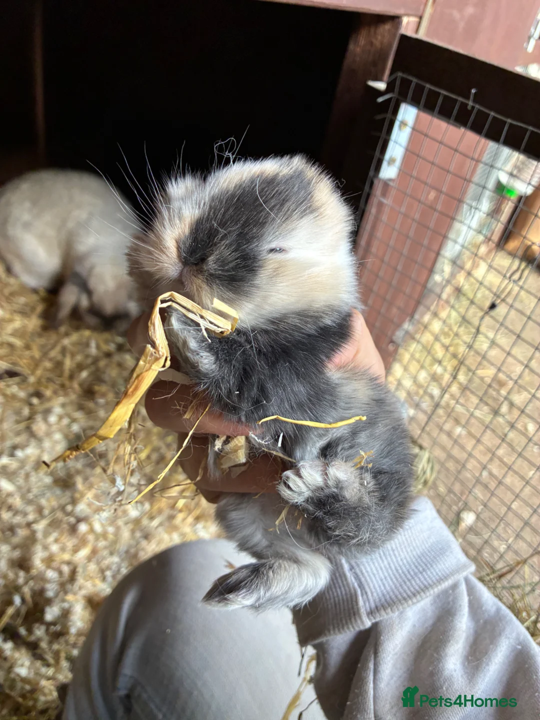 Mini Lop rabbits for sale:  Gorgeous pure mini lop babies for sale !💗💙 - Advert 1