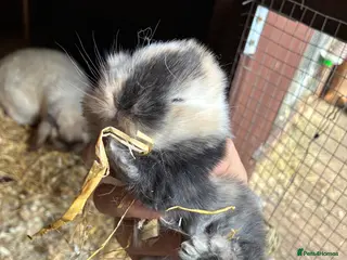Mini Lop rabbits Gorgeous pure mini lop babies for sale !💗💙 - Advert 9