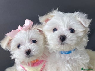 Maltese dogs ✨ Outstanding KC half-Korean Maltese Puppies ✨ - Advert 17