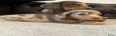Miniature Dachshund 7