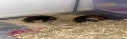 Guinea Pig rodents for sale: 2 female guinea pigs  - Advert 1