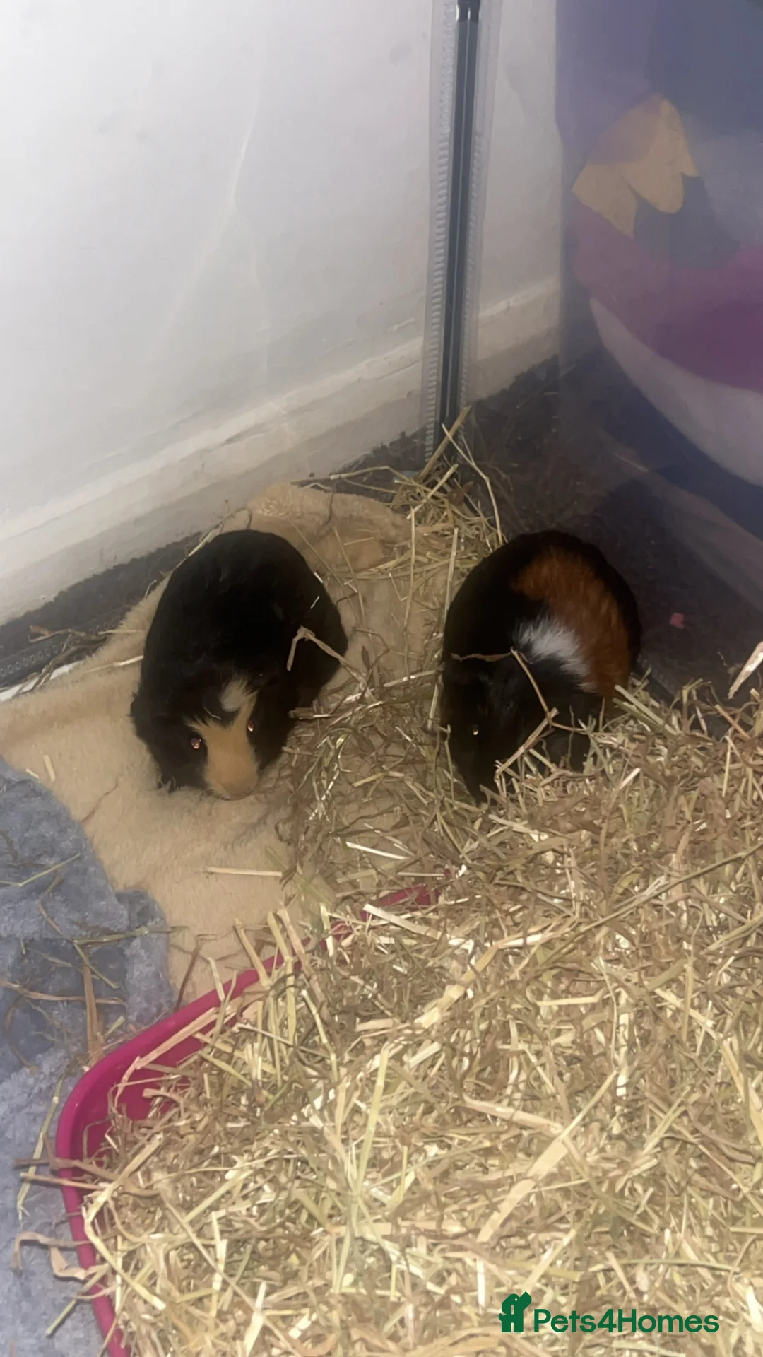 Guinea Pig rodents for sale: 2 female guinea pigs  - Advert 1