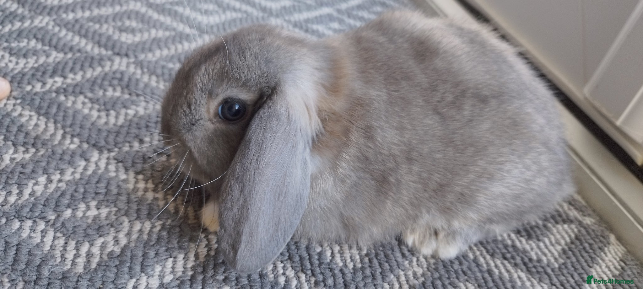 Mini Lop rabbits Mini lops - Advert 16