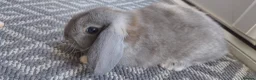 Mini Lop rabbits for sale: Mini lops - Advert 1