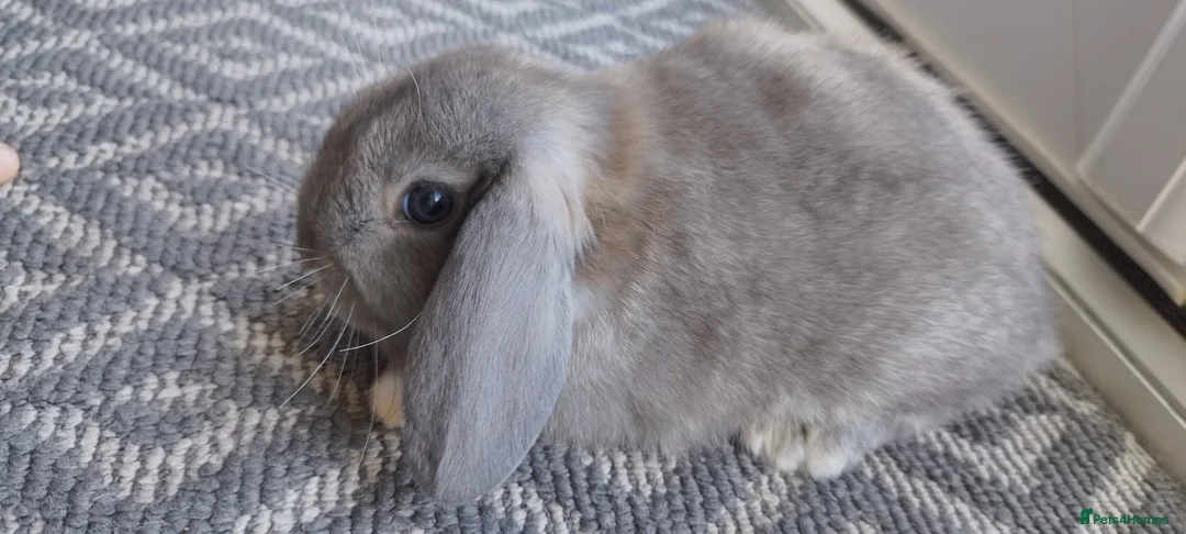 Mini Lop rabbits for sale: Mini lops - Advert 1