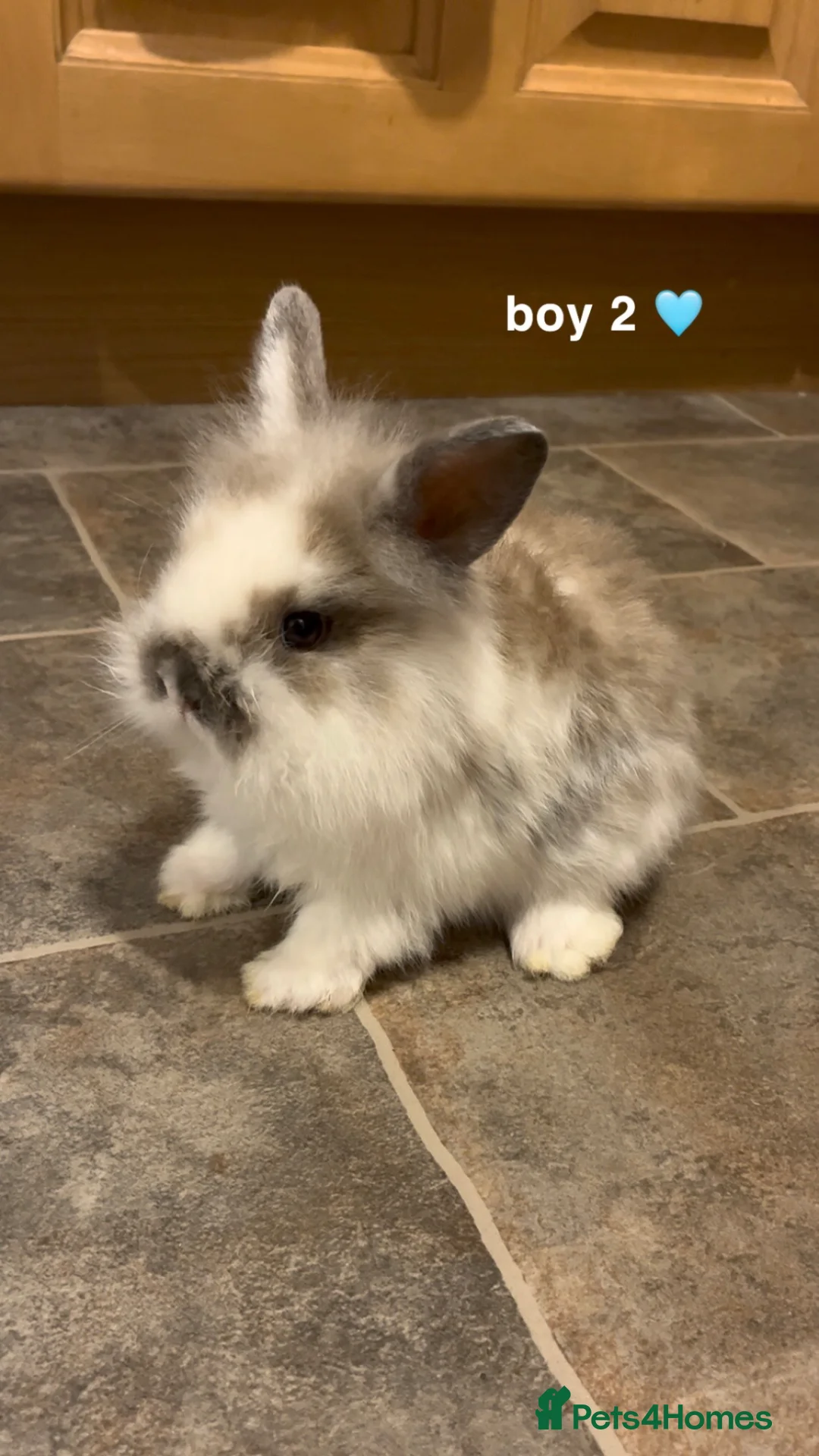 Mini Lion Lop rabbits for sale: 3 mini lop 2 boys 1 girl in Bristol - Advert 3