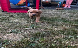 Labrador Retriever dogs for sale: Fox Red Labrador Puppies For Sale in Stranraer - Image 10