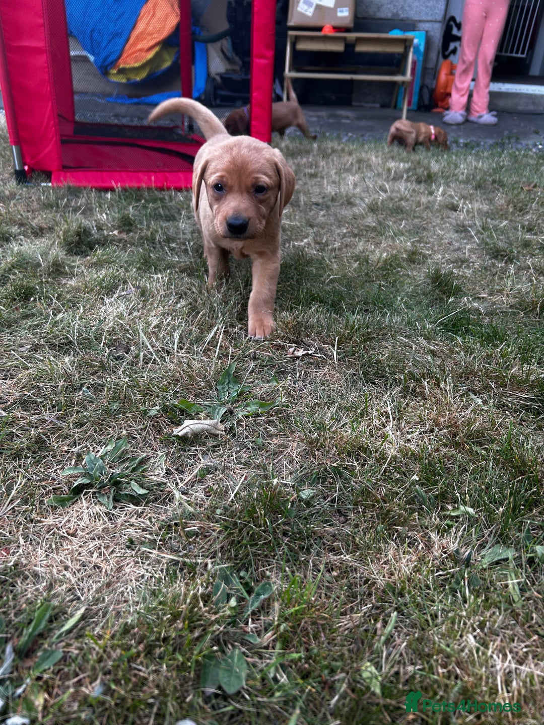 Labrador Retriever dogs for sale: Fox Red Labrador Puppies For Sale in Stranraer - Image 10